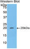 Caspase 8 antibody, LS-C293221, Lifespan Biosciences, Western Blot image 