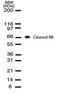 RB Transcriptional Corepressor 1 antibody, MA1-41186, Invitrogen Antibodies, Western Blot image 