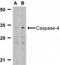 Caspase 4 antibody, NBP1-76602, Novus Biologicals, Western Blot image 