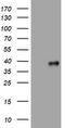 Phosphatidylinositol-4-phosphate 3-kinase C2 domain-containing subunit alpha antibody, TA801711BM, Origene, Western Blot image 