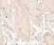 G Protein-Coupled Receptor Kinase 6 antibody, 7641, ProSci, Immunohistochemistry frozen image 