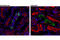 Solute Carrier Family 4 Member 1 (Diego Blood Group) antibody, 20112S, Cell Signaling Technology, Immunofluorescence image 