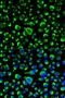 Prolyl 4-Hydroxylase Subunit Beta antibody, orb48924, Biorbyt, Immunofluorescence image 