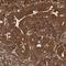 WD Repeat Domain 37 antibody, NBP1-81450, Novus Biologicals, Immunohistochemistry frozen image 