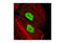SET Domain Containing 7, Histone Lysine Methyltransferase antibody, 2813T, Cell Signaling Technology, Immunofluorescence image 