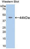 Matrix Metallopeptidase 8 antibody, LS-C301500, Lifespan Biosciences, Western Blot image 