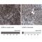 CCM2 Scaffold Protein antibody, NBP1-86730, Novus Biologicals, Immunohistochemistry paraffin image 