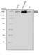 Zinc Finger Protein 318 antibody, A11267-1, Boster Biological Technology, Western Blot image 