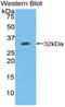 Ectonucleoside Triphosphate Diphosphohydrolase 1 antibody, LS-C293728, Lifespan Biosciences, Western Blot image 