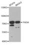 Peptidyl Arginine Deiminase 4 antibody, abx001560, Abbexa, Western Blot image 