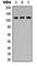 Protein Phosphatase 1 Regulatory Subunit 13B antibody, abx121666, Abbexa, Western Blot image 