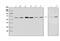 Serum Response Factor antibody, A00557-1, Boster Biological Technology, Western Blot image 