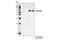 Cyclin Dependent Kinase Inhibitor 1C antibody, 2557P, Cell Signaling Technology, Western Blot image 