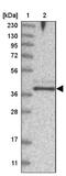 Family With Sequence Similarity 76 Member B antibody, NBP2-32670, Novus Biologicals, Western Blot image 