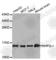 Small Nuclear Ribonucleoprotein 13 antibody, A5926, ABclonal Technology, Western Blot image 