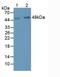 Leucine Rich Alpha-2-Glycoprotein 1 antibody, LS-C663691, Lifespan Biosciences, Western Blot image 