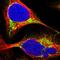 Enoyl-CoA Hydratase, Short Chain 1 antibody, HPA022476, Atlas Antibodies, Immunofluorescence image 