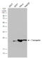 Transgelin antibody, GTX629078, GeneTex, Western Blot image 