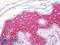 Serine Incorporator 2 antibody, LS-B7131, Lifespan Biosciences, Immunohistochemistry frozen image 