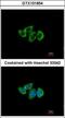 Ribosomal Protein L3 antibody, GTX101854, GeneTex, Immunofluorescence image 