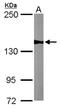 WD Repeat Domain 19 antibody, NBP2-20891, Novus Biologicals, Western Blot image 