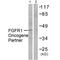 FGFR1 Oncogene Partner antibody, A06907, Boster Biological Technology, Western Blot image 