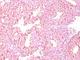 Chromogranin A antibody, NBP2-44771, Novus Biologicals, Immunohistochemistry frozen image 