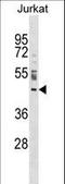 Nucleoporin 43 antibody, LS-C158434, Lifespan Biosciences, Western Blot image 