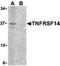 TNF Receptor Superfamily Member 14 antibody, LS-B1424, Lifespan Biosciences, Western Blot image 