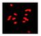 X-Ray Repair Cross Complementing 5 antibody, PA1641, Boster Biological Technology, Immunofluorescence image 