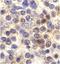 C-X3-C Motif Chemokine Receptor 1 antibody, LS-C325, Lifespan Biosciences, Immunohistochemistry frozen image 