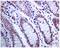 Actin Like 6A antibody, ab131272, Abcam, Immunohistochemistry paraffin image 