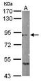 Semaphorin 4B antibody, PA5-31796, Invitrogen Antibodies, Western Blot image 