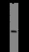 Bardet-Biedl Syndrome 9 antibody, 205357-T40, Sino Biological, Western Blot image 