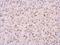 Replication Protein A3 antibody, 56215, QED Bioscience, Immunohistochemistry frozen image 