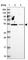Zinc Finger Protein 322 antibody, HPA043161, Atlas Antibodies, Western Blot image 