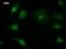 Eukaryotic Translation Initiation Factor 4E Nuclear Import Factor 1 antibody, LS-C342539, Lifespan Biosciences, Immunofluorescence image 