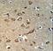 G Protein-Coupled Receptor 180 antibody, LS-C166634, Lifespan Biosciences, Immunohistochemistry paraffin image 