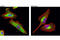 Histone Deacetylase 6 antibody, 7558S, Cell Signaling Technology, Immunofluorescence image 