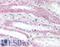 Vesicle Associated Membrane Protein 5 antibody, LS-B2345, Lifespan Biosciences, Immunohistochemistry frozen image 