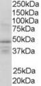 Retinoid X Receptor Gamma antibody, LS-C55424, Lifespan Biosciences, Western Blot image 