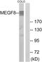 Multiple epidermal growth factor-like domains protein 8 antibody, PA5-39256, Invitrogen Antibodies, Western Blot image 