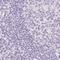 Sperm Acrosome Associated 4 antibody, PA5-59791, Invitrogen Antibodies, Immunohistochemistry frozen image 