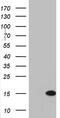 Adipogenesis Associated Mth938 Domain Containing antibody, TA803428, Origene, Western Blot image 