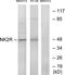Substance-K receptor antibody, TA314584, Origene, Western Blot image 