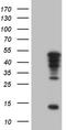 T-box transcription factor TBX20 antibody, TA809357S, Origene, Western Blot image 