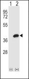 Aldose reductase antibody, PA5-12316, Invitrogen Antibodies, Western Blot image 