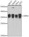 Survival Of Motor Neuron 2, Centromeric antibody, GTX32884, GeneTex, Western Blot image 