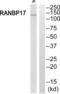 Ran-binding protein 17 antibody, abx014780, Abbexa, Western Blot image 