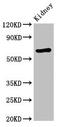 Syntaxin Binding Protein 3 antibody, CSB-PA022907LA01HU, Cusabio, Western Blot image 